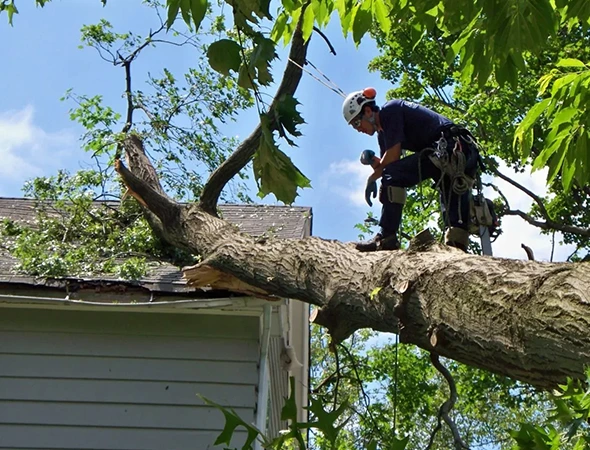 Fallen Tree & Storm-Damaged Cleanup