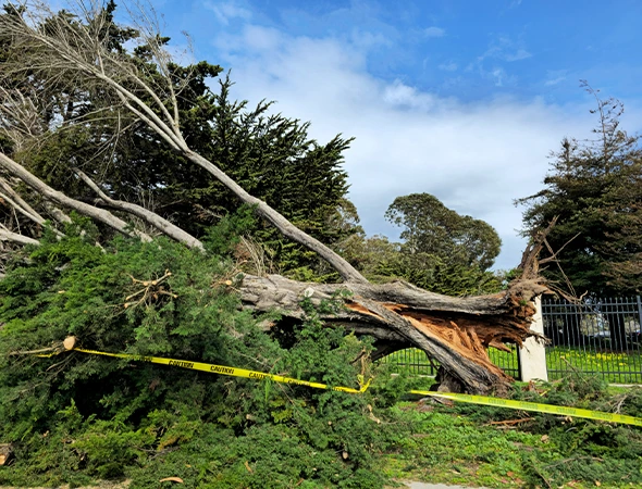 Storm-Damaged Yard & Property Restoration