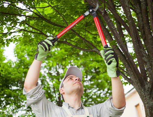 Tree Trimming & Pruning