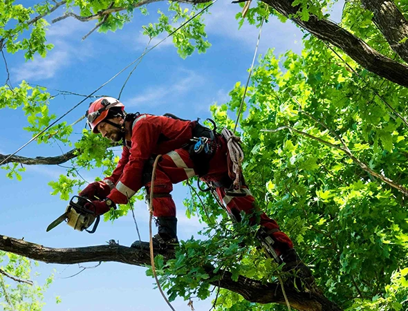 Tree Health & Disease Care