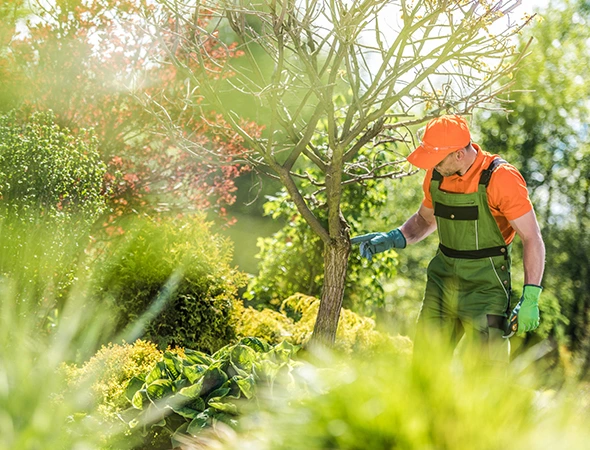 Tree Stump Grinding & Removal