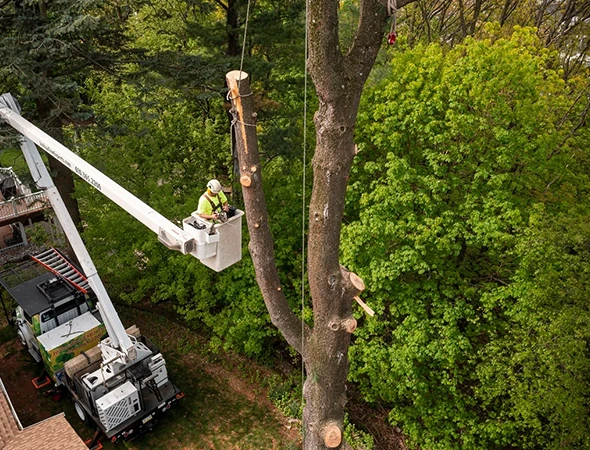 Trees Fertilisation & Soil Care