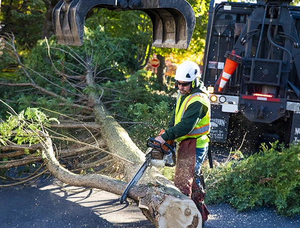 Emergency Tree Service