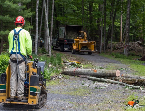 Tree Doctors Emergency Tree Service