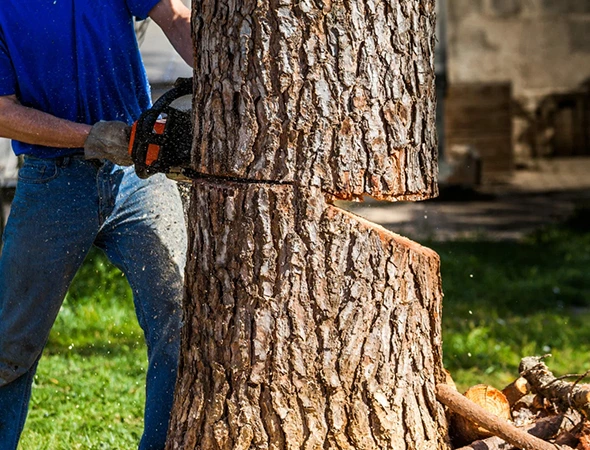 Damaged Fallen Tree Removal