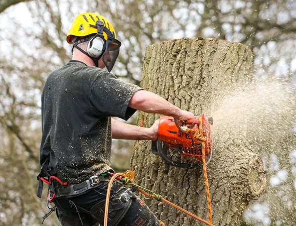 Emergency Storm Tree Removal