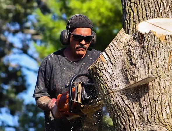 Large Tree Branches Clearing