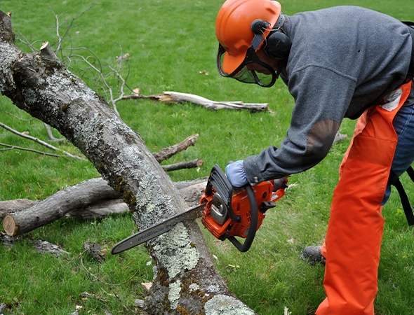 Dead Tree Removal Services