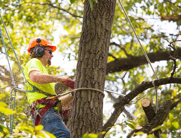 Stump Grinding & Removal
